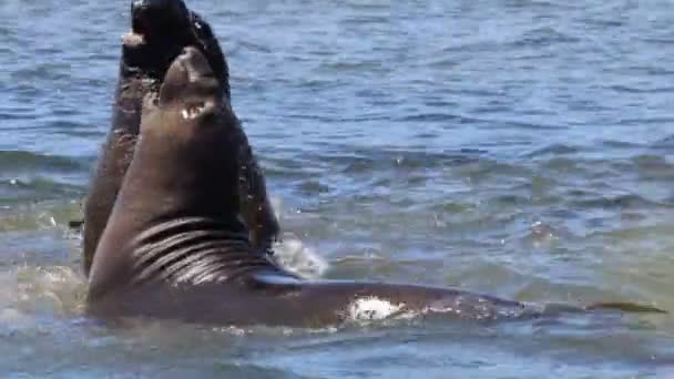 Ano Nuevo State Apark 코끼리 바다표범 — 비디오