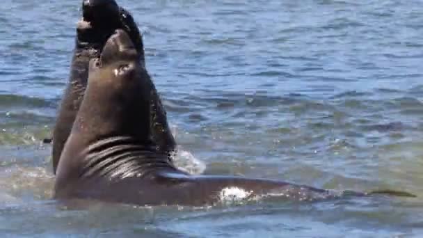 Phoques Éléphants Ano Nuevo State Apark Californie — Video