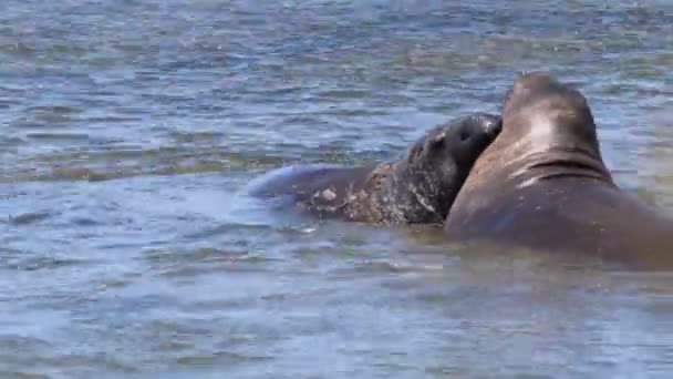 Морські Слони Раново Нуево Штатній Каліфорнії — стокове відео