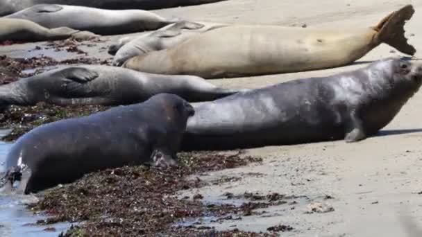 Тюлени Слонов Штате Ано Нуэво Штат Калифорния — стоковое видео