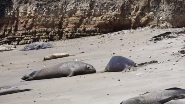 Selos Elefante Ano Nuevo State Apark Califórnia — Vídeo de Stock