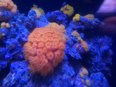 Kaliforniya Bilim Akademisi 'nde Doğa Fotoğrafları