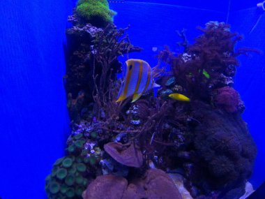 Kaliforniya Bilim Akademisi 'nde Doğa Fotoğrafları