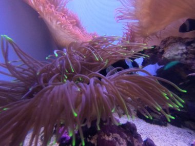 Kaliforniya Bilim Akademisi 'nde Doğa Fotoğrafları