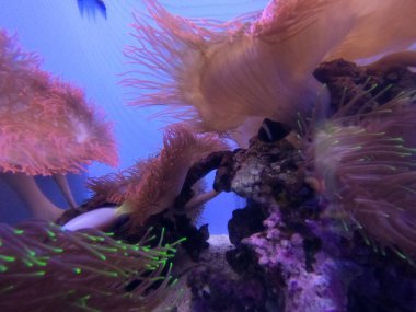 Kaliforniya Bilim Akademisi 'nde Doğa Fotoğrafları