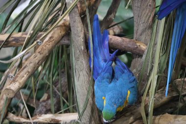 Makao 'nun Kaliforniya Bilim Akademisi' ndeki fotoğrafları.