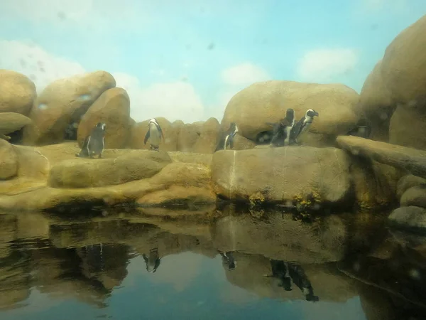 Фотографии Пингвинов Калифорнийской Академии Наук — стоковое фото