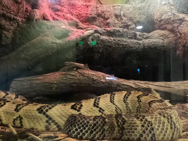 Photos Snake California Academy Sciences California — Stock Photo, Image