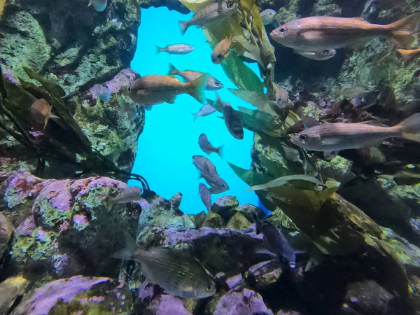 Photos Nature California Academy Sciences California — 스톡 사진