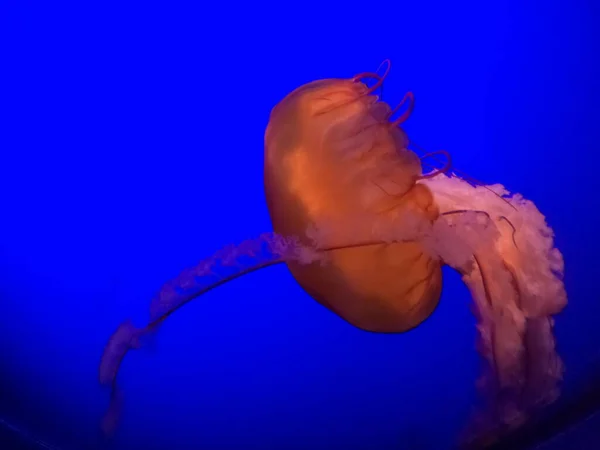 Foto Jelly Fish Alla California Academy Sciences California — Foto Stock