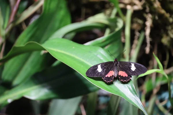 Foto Van Vlinders Aan California Academy Science — Stockfoto