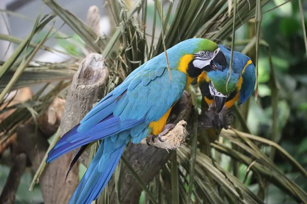 Fényképek Macawról Kaliforniai Tudományos Akadémián — Stock Fotó