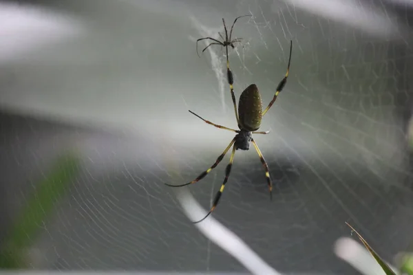 Fotografie Zlatého Hedvábného Pavouka Kalifornské Akademii Věd — Stock fotografie