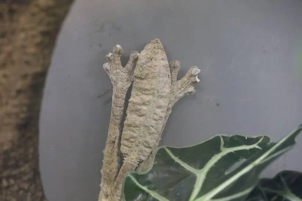 加州科学院Gecko的照片 — 图库照片