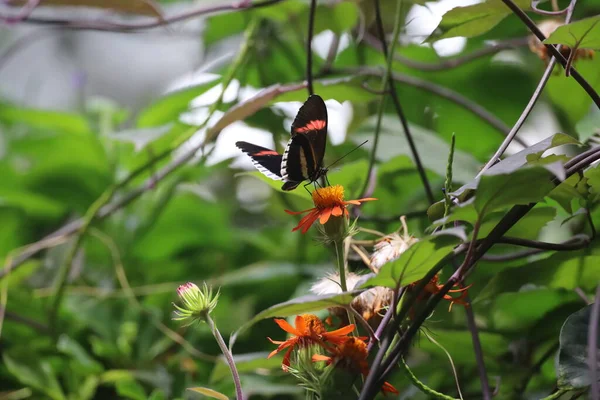 Kaliforniya Bilim Akademisi Nde Kelebeklerin Fotoğrafları — Stok fotoğraf