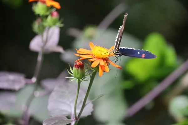 Fotos Mariposas Academia Ciencias California — Foto de Stock