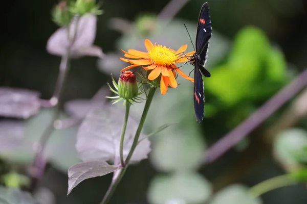 Fotos Mariposas Academia Ciencias California — Foto de Stock