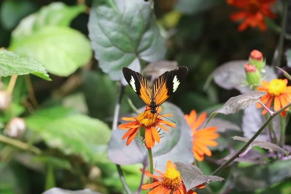 Kaliforniya Bilim Akademisi Nde Kelebeklerin Fotoğrafları — Stok fotoğraf
