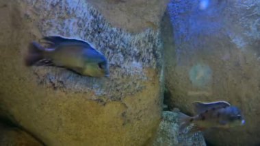 Mercan resifleri ve kayaların arasında yüzen balıklar.