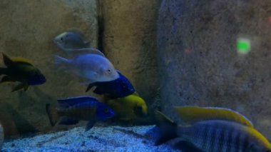 Mercan resifleri ve kayaların arasında yüzen balıklar.