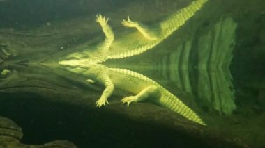 Suyun altında timsahlar