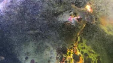 Mercan resifleri ve kayaların arasında yüzen balıklar.