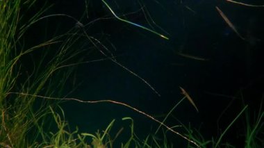 Mercan resifleri ve kayaların arasında yüzen balıklar.