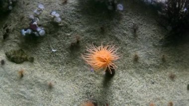 Su altı mercanları, balıklar ve bitkiler