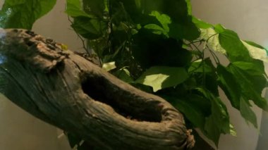 Ormanda karınca kesen yaprak