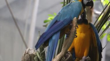 Papağanlar ağaçta oturuyor.