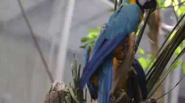 Papağanlar ağaçta oturuyor.