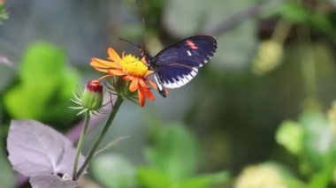Renkli Kelebekler bir çiçeğin üzerinde oturuyor