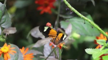 Renkli Kelebekler bir çiçeğin üzerinde oturuyor