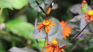 Renkli Kelebekler bir çiçeğin üzerinde oturuyor