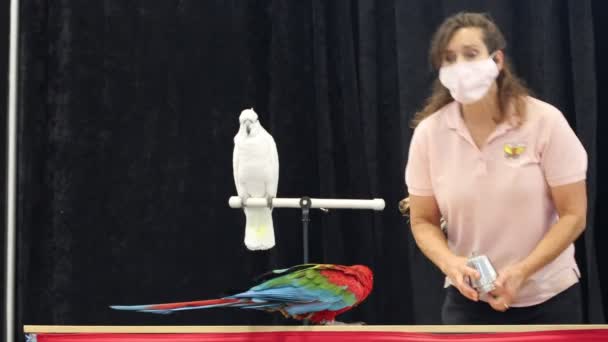 2021 San Carlos Californië Vogelshow Hiller Aviation Museum — Stockvideo