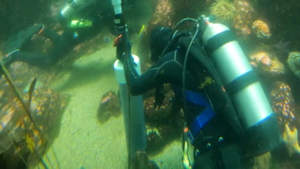 San Francisco Kalifornie 2021 Potápěči Pod Vodou — Stock video