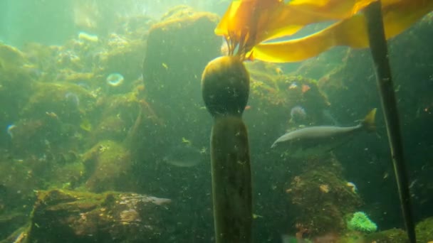 Mercan Resifleri Kayaların Arasında Yüzen Balıklar — Stok video