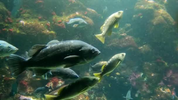 Fisk Som Svømmer Blant Korallrev Bergarter – stockvideo