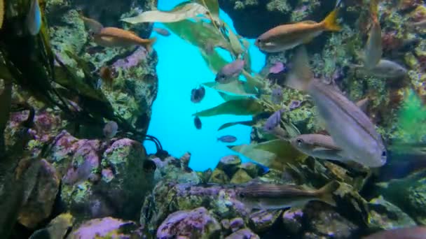在珊瑚礁和岩石中游泳的鱼 — 图库视频影像