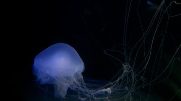 Meduzy Pływających Pod Wodą — Wideo stockowe