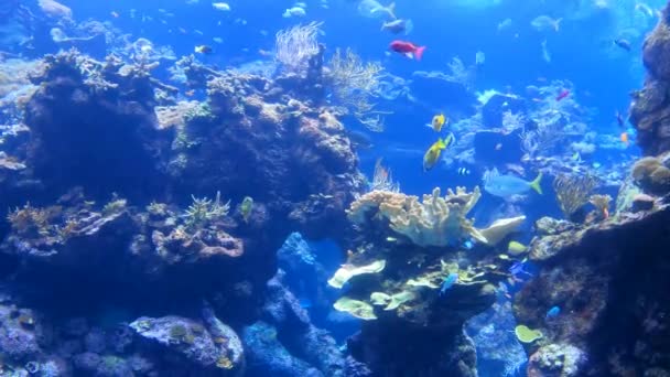 Peces Nadando Entre Arrecifes Coral Rocas — Vídeos de Stock