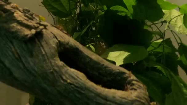 Řezání Listí Mravenci Lese — Stock video