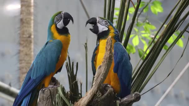 Burung Beo Macaw Duduk Pohon — Stok Video