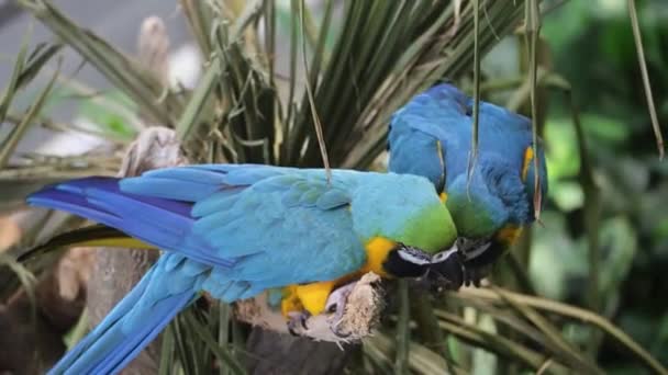 Macaw Papagaios Sentados Uma Árvore — Vídeo de Stock