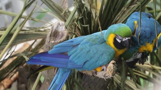 Macaw Papagaios Sentados Uma Árvore — Vídeo de Stock