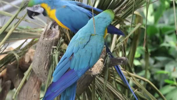 Macaw Papugi Siedzące Drzewie — Wideo stockowe