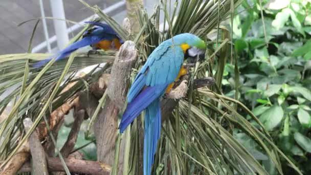 Macaw Papagaios Sentados Uma Árvore — Vídeo de Stock