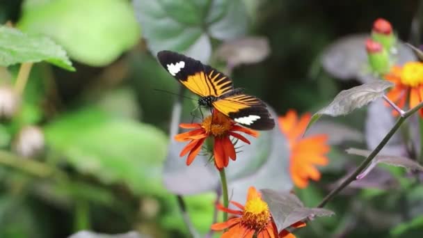 Renkli Kelebekler Bir Çiçeğin Üzerinde Oturuyor — Stok video