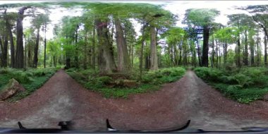Humboldt Sekoyalarının VR360 'ı