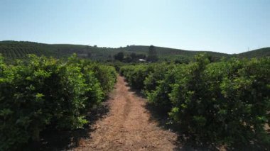 Bir tarımsal şarap tarlasında uçarken